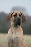 DOGUE ALLEMAND 760
